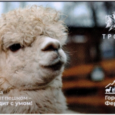 Городская ферма
