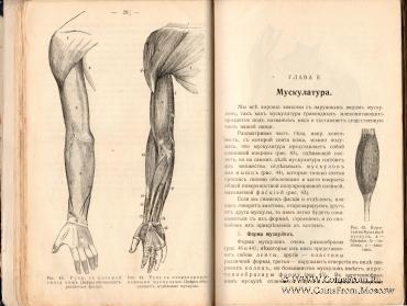 Строение и жизнь человеческого тела. 1910 г.